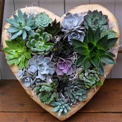 Succulent Love