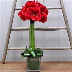 Amaryllis Tree