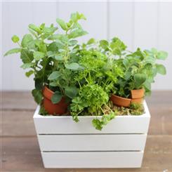 Culinary Herb Garden