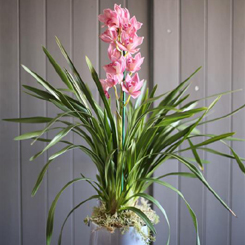 Cymbidium Orchid 