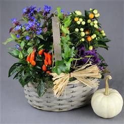 Autumnal Garden Planted Basket