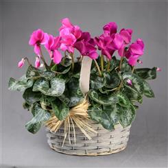 Cyclamen Basket